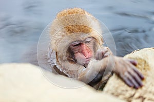 Baby Snow Monkey