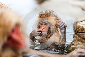 Baby Snow Monkey