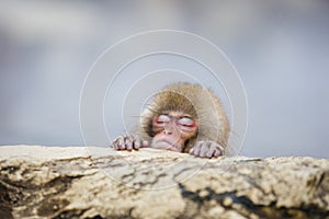 Baby Snow Monkey Asleep in the Steam