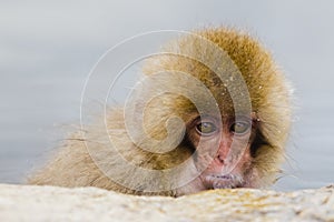 Baby Snow Monkey Face, closeup