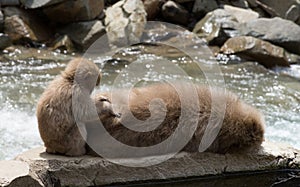 Baby Snow Monkey Grooming Mom Close Up