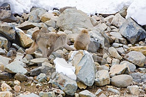 Baby Snow Monkey Hanging on Traveling Mom