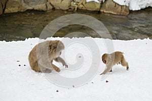 Baby Snow Monkey Running to Mom
