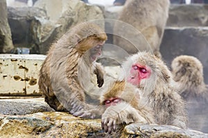 Baby Snow Monkey Temper Tantrum