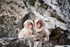 baby snow monkeys at Jigokudani Park, Yamanouchi