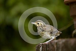 Baby Song Thrush