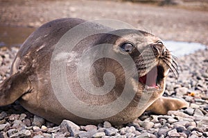 Baby Southern Elephant Seal Mirounga leonina photo