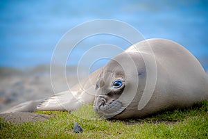 Baby southern elephant seal in South Georgia and South Sandwich Islands
