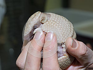Baby southern three-banded armadillo in a hand