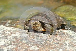 Baby Southwestern Pond Turtle Actinemys pallida