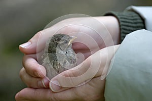 Holding a baby sparrow