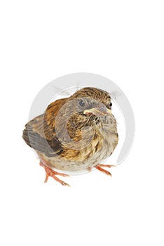 Baby sparrow