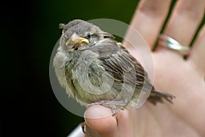 Holding a baby sparrow on your finger