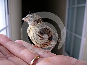 Baby sparrow