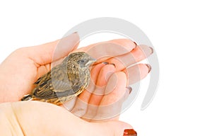 Baby sparrow in arm.