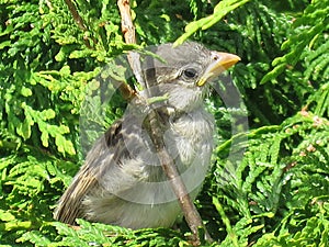 Baby Sparrow