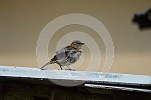 Baby sparrow photo