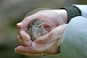 Holding a baby sparrow