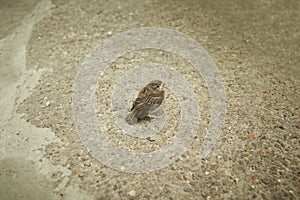 Baby sparrow. Little Sparrow, sitting alone and chirping. Sweet baby bird.