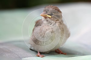 Baby Sparrow