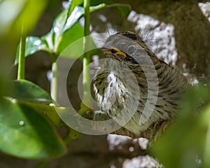 Baby sparrow in the sunshine