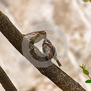 A baby sparrow