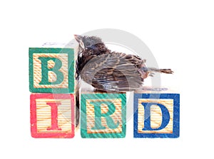 Baby sparrow with wooden blocks isolated on white background.