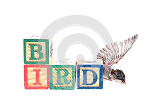 Baby sparrow with wooden blocks isolated on white background.