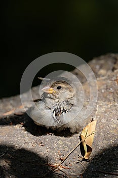 Baby Sparrow & x28;Passeridae& x29;
