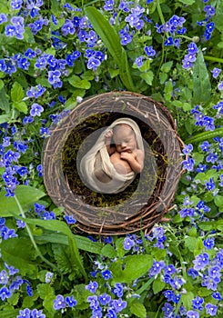 Baby in speedwell nest