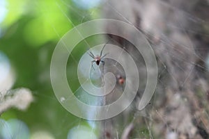 Baby spider photo