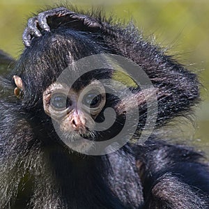 Baby Spider Monkey