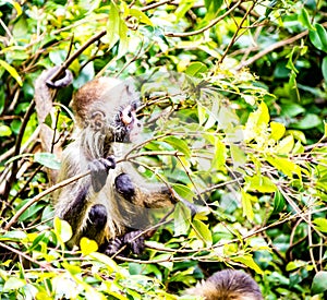 Baby spider monkey sitting in a tree. Auckland Zoo Auckland New Zealand
