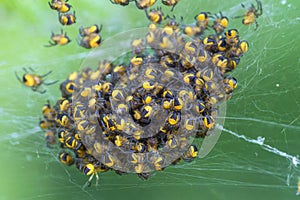 Baby spiderlings of the Cross Orb Weaver spider araneus diadematus