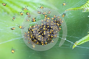 Baby spiderlings of the Cross Orb Weaver spider araneus diadematus