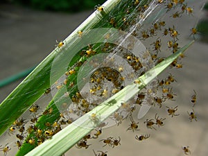 Baby Spiders Hatching
