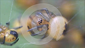 Baby spiders nest