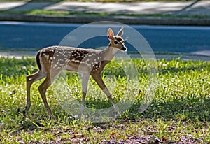 Baby spotted baby Deer walking through the grass.