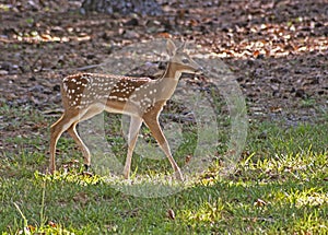 Baby spotted baby Deer walking through the grass.