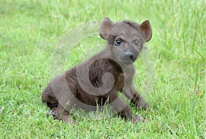 Baby spotted hyena photo
