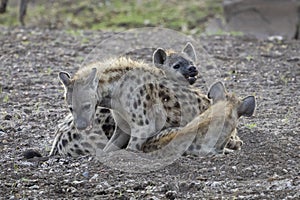 Baby Spotted Hyena in Botswana, Africa