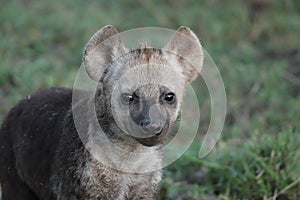 Baby spotted hyena face closeup, in the african savannah.