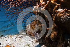Baby Spotted Moray Eel