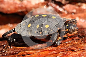 Baby Spotted Turtle (clemmys guttata)