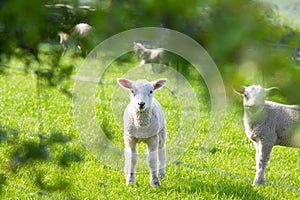 Baby spring lamb