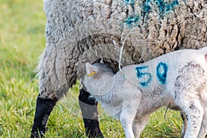 A baby spring lamb feeding from its lactating mother on a Suffolk farm