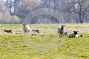 Baby spring lamb following after its mother in a Suffolk farm field