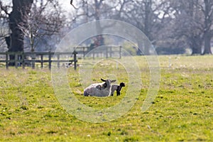 Baby spring lamb following after its mother in a Suffolk farm field. Springtime concept