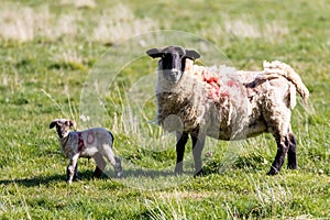 Baby spring lamb following after its mother in a Suffolk farm field. Springtime concept