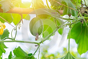 Baby sprout of Pumpkin tree vine plant green